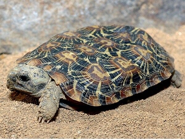 Pancake Tortoise in Tanzania